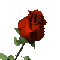 Solo's red rose from her profile